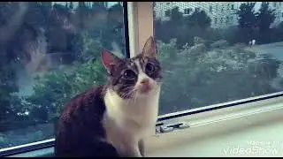 это лето котоклип
