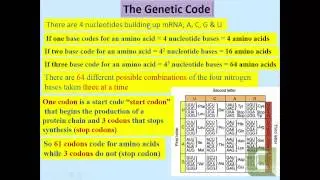 04- Part 3-  DNA and RNA Biology and Protein Synthesis- Dr Essam Ibrahim -  علوم صحية