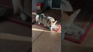 Ли́са ловит солнечные лучики