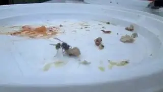 Прикол!Оса своровала шашлык!!!