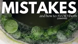 Avoid These AeroGarden Rookie Mistakes – Essential Tips for New Users!