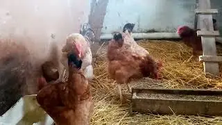 СЛОВА БЛАГОДАРНОСТИ ПОДПИСЧИКАМ!!! ОТВЕЧАЮ НА ВОПРОС ЗРИТЕЛЯ, ПОЧЕМУ ЛЫСЕЮТ КУРЫ???