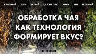 Почему чай разный? Технология производства китайского чая | Art of Tea + Елена Иванова