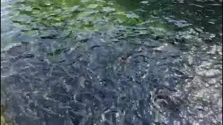 Malatya'da Alabalık Üretimi Can Çekişiyor! Üretici Tedirgin...