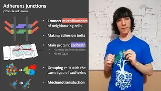 Adherens Junctions: Structure and functions