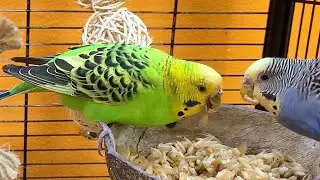 7 hours of budgie sounds