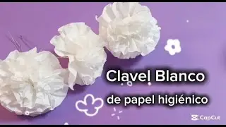 Clavel Blanco de papel Higiénico