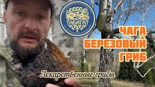 Чага один из самых популярных лекарственных Грибов !!