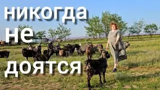 32 пуховых КОЗЫ, самое выгодное животное. Летний выгул