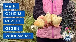 How to plant Persian crown imperial (Fritillaria Persica) correctly I the little horror garden