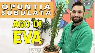 CRESCITA ESPONENZIALE DEL MIO OPUNTIA SUBULATA O AGO DI EVA