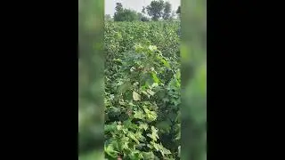 Punjab ,Jhang ,Pakistan #youtube #youtubeshorts #ytshorts