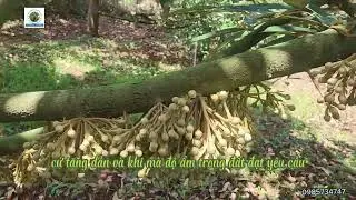 3 Bí QUYẾT PHÒNG NGỪA RỤNG HOA SẦU RIÊNG