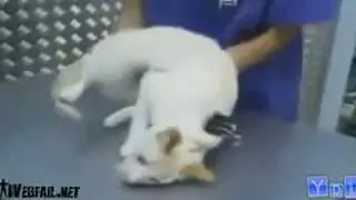 самые смешные приколы над животными