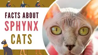 Interesting Facts About Sphynx Cats