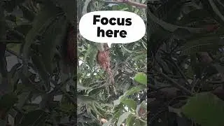 #nature #birds  #amazing #views #panchayat #love #happy #satisfying #foryou #viral #youtube #short