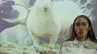 1 овечка Доли