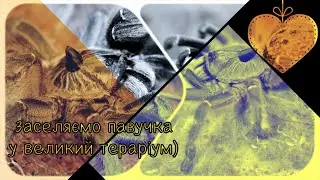 Ceratogyrus marshalli (Пряморогий птахоїд)/опис/утримання)