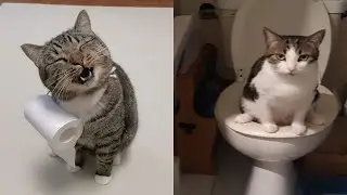 Compilation Funny Cat Moments 😹 Try not to Laugh Challenge 🤣 Best of Funny Cat Videos 😂 #15