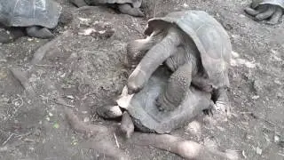 18+ Животный мир - он такой