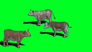 3d Cows Eating Gras Green Screen Video