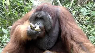 Indonesian Borneo