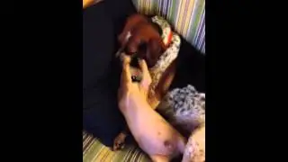 Gnarley and his buddy