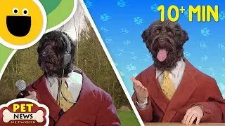 Pet News Compilation | 10+ Minutes! (Sesame Studios)