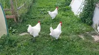 Бресс Гальские петушки