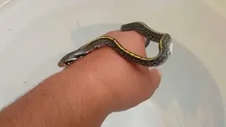 Nemu ular babi/ ular tembaga hitam, ular sawo kopi