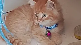 lucunya kucing oyenku 🐈🐈