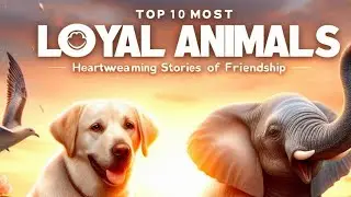 Top 10 Most Loyal Animals  ||   Heartwarming Stories of Animal Friendship  ||  4K Videos