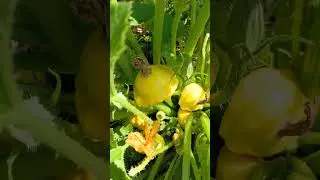 Каждый год выращиваю патиссон "Солнышко". Он у меня в фаворитах.