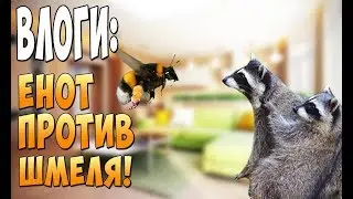 Енот против гигантского Шмеля. Битва за квартиру! - Влоги #4