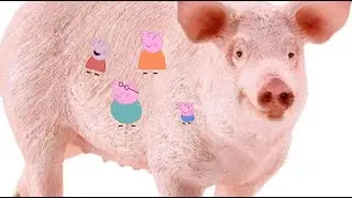 Peppa Pig in a Pig? (Peppa Pig Compilation)