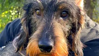 Dachshund Teddy's Outdoor Comeback - a short walk and big sniffs 🐾🐾🐾