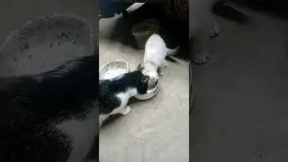 Вася  и Китя.