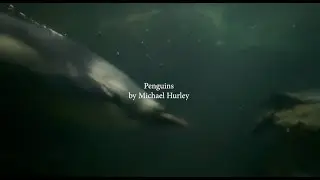 Michael Hurley - Penguins (Music Video)