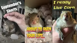 September Shorts SuperCut -  🐿️✨🐿️