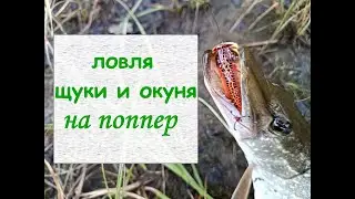 ловля щуки и окуня на поппер