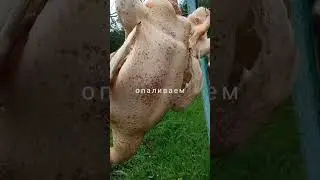 последовательность забоя любой домашней птицы. утка. Дачный Быт.
