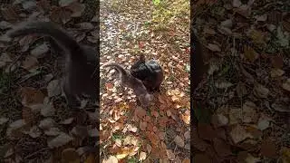 #кот