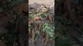 hungry iguanas