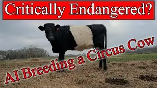 Cattle AI: Breeding an Endangered Circus Cow