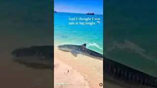 Shark swims onto beach #shark #beach