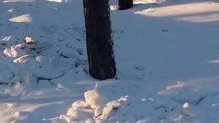Шахур ты нужен срочно