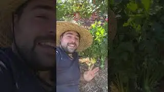 Growing Celery Is Pure Convenience