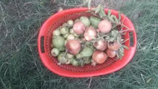 harvesting home garden fruits is fun 🙃اپنے آپ کو بڑھنے کے لیے بھی وقت دینا نہ بھولیں۔