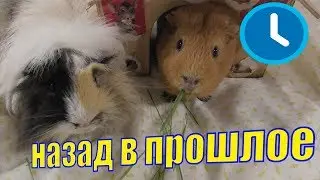 Назад в прошлое/Мелкий блогер/Елена и зверята