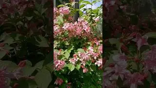 Вейгела (Weigela)